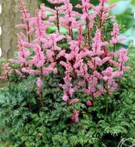 Стр. 256 Astilbe crispa Perkeo  цена 1,79 . Одна из самых низких, очень компактных, карликовых, медленнорастущих астильб.  Листва очень красивая, плотная, сильнорассечённая, курчавая, морщинистая, ворсистая. Весной листва имеет насыщенный бронзовый оттенок, затем зеленеет. Образует очень плотную, компактную, густую куртину высотой всего 8-10 см.  Соцветия многочисленные, узкие, ажурные, густо-насыщенно-розовые, размером 15 см. Цветение очень обильное