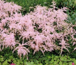 Стр. 268 Astilbe simplicifolia Sprite  цена 1,54 Сорт повторноцветущий, компактный, со светло- розовыми цветами в поникших широких ажурных пирамидальных метелках и блестящей темно-зеленой листвой. Стебли красиво изогнуты. Форма куста- &quot;фонтано-образная&quot;. Цветет в середине лета и повторно с августа по сентябрь. Высота куста 35-45см. Сорт отмечен наградами. Растение года 1994