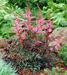 Astilbe Key West.jpg