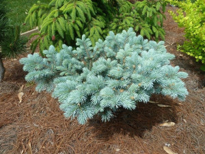 Picea pungens ’Aubie’s Spreader’  C2  20/-  по цене 43 евро