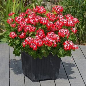 Summer Twist Red-White.jpg