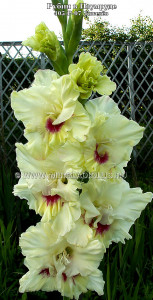 rubinvizumrude-mirgladiolus.jpg