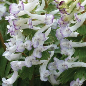 Corydalis-solida-subsp-solida-Merlin.jpg