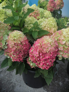 IMG-20240919-WA0026.jpg