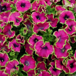 №-1-petuniya-kaskadias-pitaya.jpg