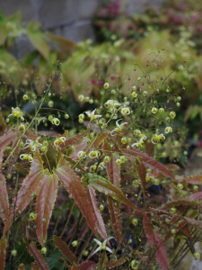 Epimedium 'Spine Tingler'