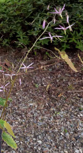 Epimedium-fargesii-Pink-Constellation-1024.jpg