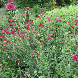 Knautia-macedonica-Red-Knight-88921-P.jpg