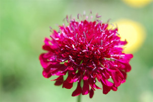 Knautia-macedonica_3337-r1-1200x630-proportionalbiggest.jpg