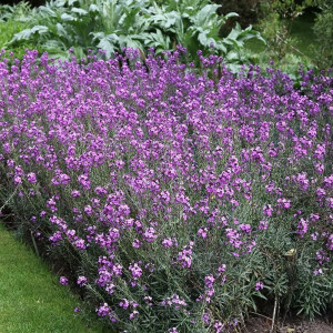 erysimum-bowles-mauve-wallflower-p6416-47257_image.jpg