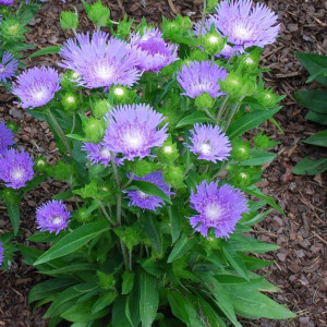 Stokesia-laevis-Blue-Star-89269-P.jpg