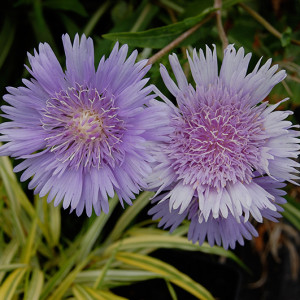 STOKESIA-laevis-Blue-Star.jpg