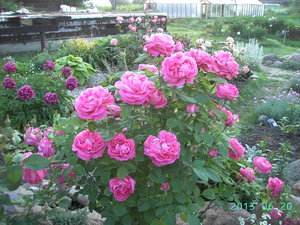PICT4539.JPG