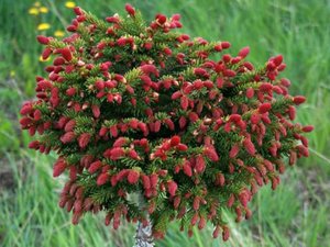 Picea abies 'Punahilkka' финский сорт