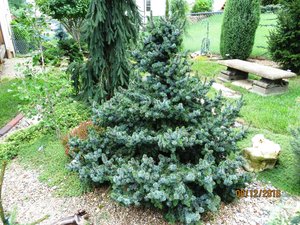 Picea omorika 'DeRuyter' 8 лет..jpg