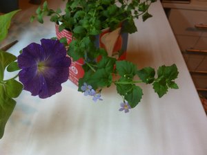 image.jpeg