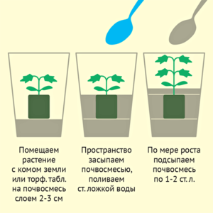 Shema-vyrashhivanija-cvetov.png