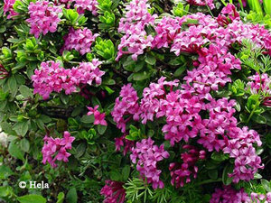 Daphne_circassica_ps.jpg