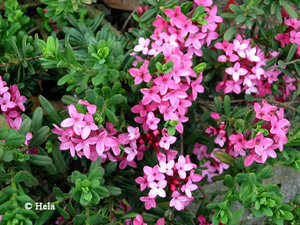 Daphne_cneorum_exima_ps.jpg