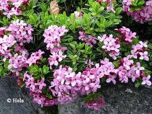 Daphne_cneorum_variegata_ps1.JPG