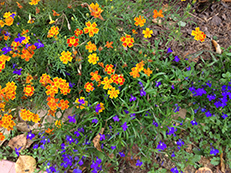 IMG_7681.jpg