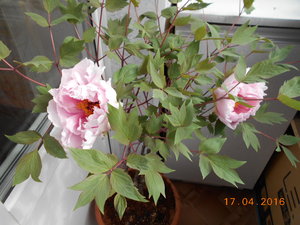 Seidai 041.jpg (478.49 КБ) 1497 просмотров Seidai