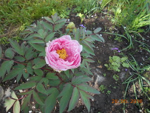 май 2016 070.jpg (496.43 КБ) 1558 просмотров Hanakisoi