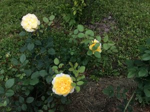 IMG_1127.JPG