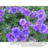 geranium-himalayense-plenum-