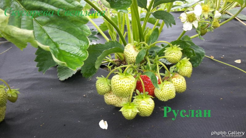 Руслан1