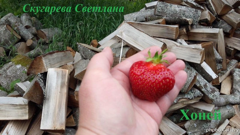 Хоней