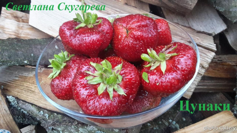 Цунаки (3)