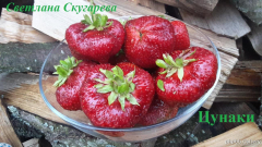 Цунаки (3)