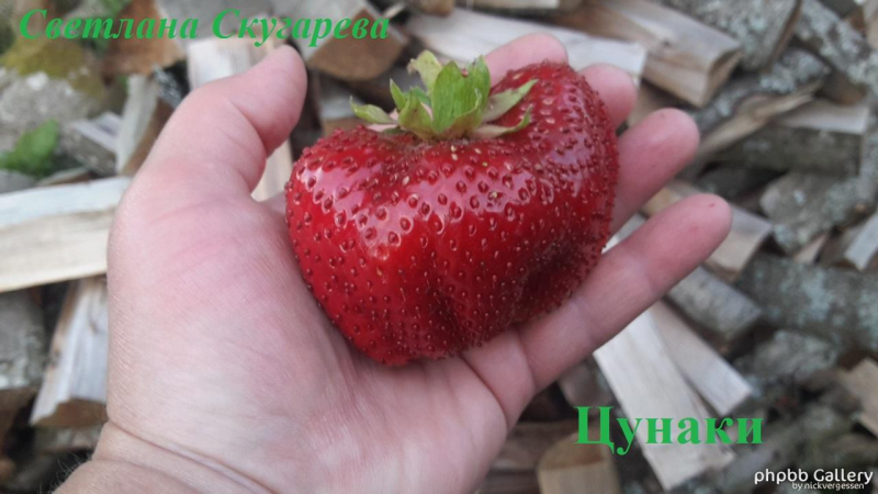 Цунаки (2)