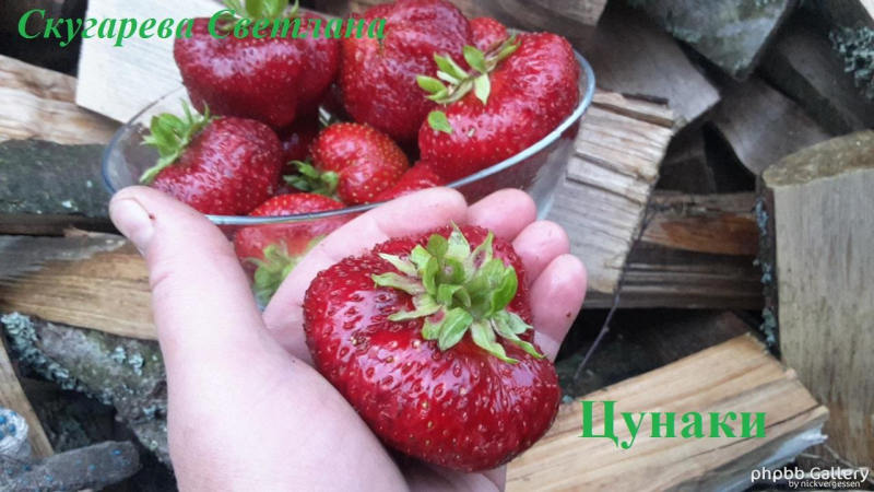 Цунаки (4)