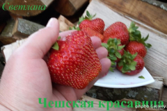 Чешская красавица (2)