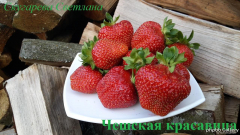 Чешская красавица
