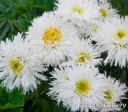 Leucanthemum-s-Crazy-Daisy1