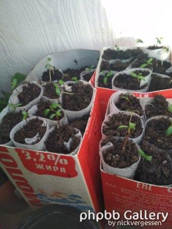 Проростки шиповника 06\02